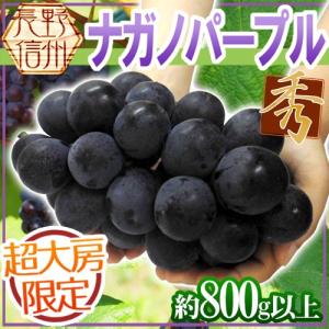 ぶどう 長野産 ”ナガノパープル” 秀品 超大房 約800g以上【予約 9月以降】