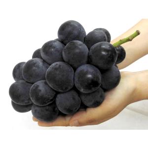 ぶどう 長野産 ”ナガノパープル” 秀品 超大...の詳細画像4