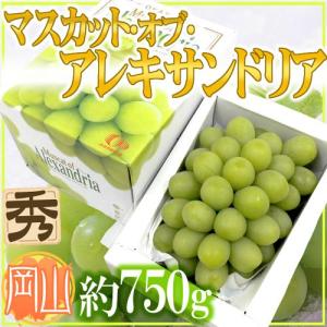 ぶどう 岡山産 ”マスカット・オブ・アレキサンドリア” 大房約750g 1房 化粧箱 ぶどう【予約 7月以降】 送料無料
