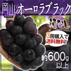 ぶどう ”岡山産 オーロラブラック” 大房 約600g以上《3房購入で送料無料》【予約 9月以降】