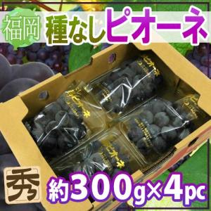 ぶどう 福岡県 八女産 ”種なしピオーネ” 秀品 約300g×4pc 合計約1.2kg【予約 6月末以降】 送料無料