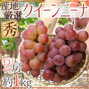 ぶどう ”クイーンニーナ” 秀品 2房 約1kg 産地厳選 赤ぶどう【予約 9月下旬以降】 送料無料