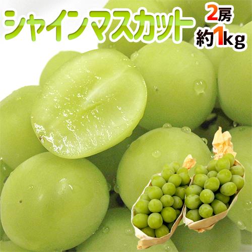 ”シャインマスカット” 秀品 2房 約1kg 産地厳選【予約 8月下旬以降】 送料無料
