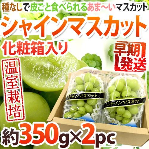 早期発送！プレミアム ”温室シャインマスカット” 秀品 約350g以上×《2pc》 化粧箱入り 産地...