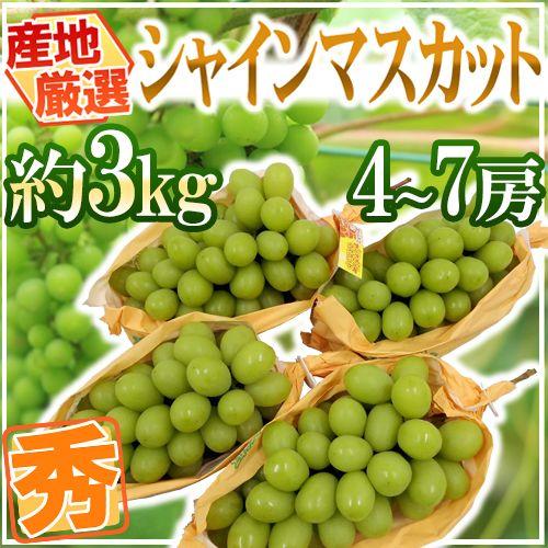 ”シャインマスカット” 秀品 4〜7房 約3kg 産地厳選【予約 8月下旬以降】