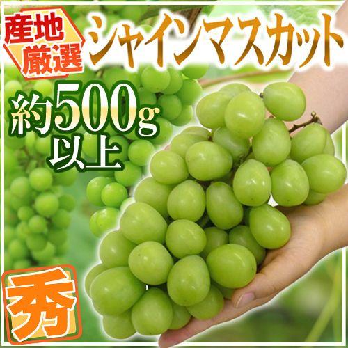 ”シャインマスカット” 秀品 1房 約500g以上 産地厳選【予約 8月下旬以降】