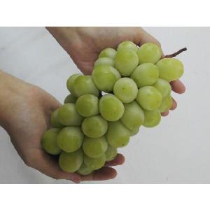 ”シャインマスカット” 秀品 1房 約500g...の詳細画像2