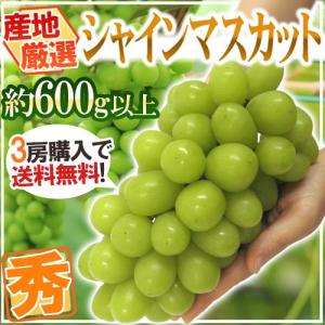 ”シャインマスカット” 秀品 大房 約600g以上 産地厳選《3房購入で送料無料》【予約 8月下旬以降】