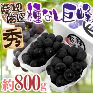 ぶどう ”種なし巨峰” 秀品 約800g 化粧箱 産地厳選【予約 7月以降】 送料無料