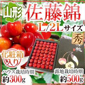 山形産 さくらんぼ ”佐藤錦” L/2Lサイズ 手詰め 化粧箱入り ハウス栽培時期：約300g 露地栽培時期：約500g【予約 4月末以降】 送料無料