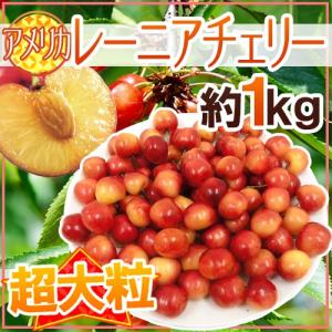 アメリカ産 ”レーニアチェリー” 超大粒 約1kg さくらんぼ【予約 6月下旬以降】 送料無料