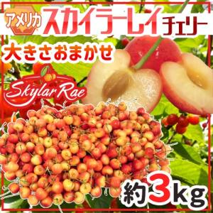 アメリカ産 大玉 ザクロ（ざくろ・柘榴） 11玉〜15玉入り : 生鮮卸売