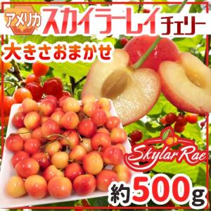 パリッと大粒！アメリカンチェリー1kg 送料無料 フルーツ 果物