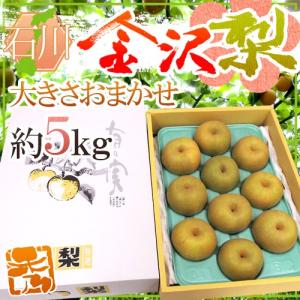 石川県 金沢産 幸水梨” 秀品 10〜14玉前後 約5kg【予約 8月末以降