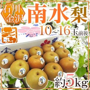 石川県 金沢産 幸水梨” 秀品 10〜14玉前後 約5kg【予約 8月末以降