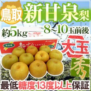 鳥取産 ”新甘泉（しんかんせん）梨” 秀品 超大玉8〜10玉前後 約5kg【予約 8月下旬以降】 送料無料