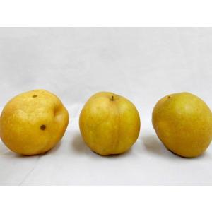 鳥取産 ”新甘泉(しんかんせん)梨” 訳あり ...の詳細画像2