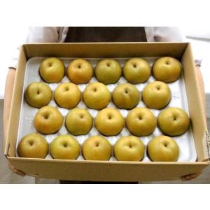 鳥取産 ”新甘泉(しんかんせん)梨” 秀品 2...の詳細画像3