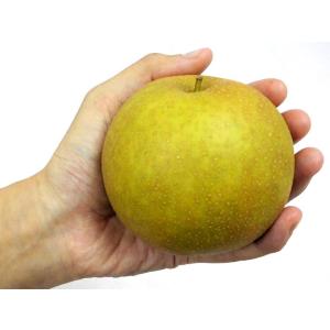 鳥取産 ”新甘泉(しんかんせん)梨” 秀品 2...の詳細画像5
