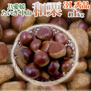 沖縄県産 サラダ用グァバ 約1kg 白 : 沖縄市場たま青果 - 通販 - Yahoo