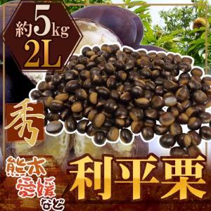 送料無料冷蔵便】韓国産 チャメ 10kg (43〜45玉入) 季節数量限 果物