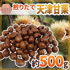 ”天津甘栗” 約500g×1pc こだわり産地限定！採れたて新栗♪焼きたて・炒りたてを詰めました！【予約 入荷次第発送】