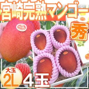 宮崎完熟マンゴー” 秀品 2Lサイズ 4玉入り 化粧箱 宮崎マンゴー【予約