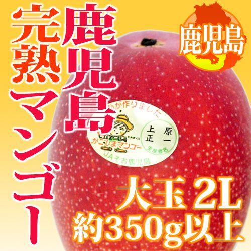 鹿児島産 ”完熟マンゴー” 秀品 大玉2L 約350g以上 パック入り【予約 5月中下旬以降】