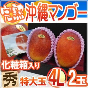 ”沖縄産 完熟マンゴー” 秀品 特大玉4L 2玉 化粧箱 沖縄マンゴー【予約 7月以降】 送料無料｜kurashi-kaientai