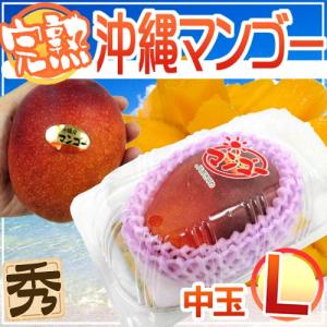 沖縄産 ”ミニマンゴー” 秀品 2〜4玉 約500g パック 沖縄マンゴー【予約 