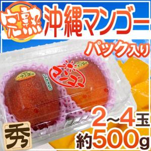 沖縄産 ”ミニマンゴー” 秀品 2〜4玉 約500g パック 沖縄マンゴー【予約 7月以降】｜kurashi-kaientai