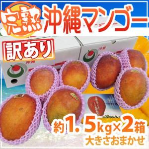 沖縄産 ”完熟マンゴー” 訳あり 約1.5kg×《2箱》 6〜10玉前後 産地箱 沖縄マンゴー【予約 7月下旬以降】 送料無料