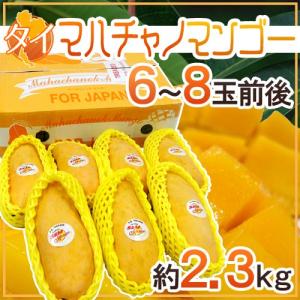 タイ産マンゴー（マハチャノック種）大玉12個入り 約4.5kg