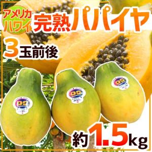 アメリカ ハワイ州 ”完熟パパイヤ” 3玉前後 約1.5kg フルーツパパイア【予約 入荷次第発送】 送料無料｜kurashi-kaientai