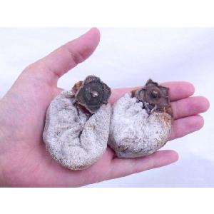 ”ちんと柿” L〜3L 約2kg 中国産【予約...の詳細画像1