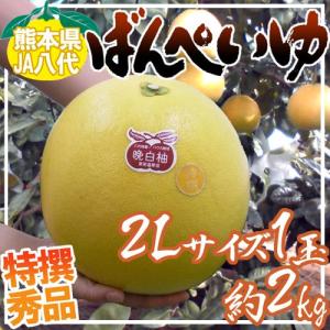 熊本県八代特産 晩白柚” ばんぺいゆ 秀品 Lサイズ 約1.5〜1.8kg【予約