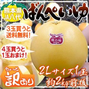 熊本県八代特産 ちょっと訳あり ”晩白柚” ばんぺいゆ 大玉2Lサイズ 約2kg《3玉購入で送料無料！4玉購入で1玉おまけ》【予約 1月末以降】