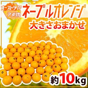 ネーブルオレンジ” 約15〜17kg 大きさおまかせ アメリカ ネーブルオレンジ” 約15〜17kg 大きさおまかせ アメリカ