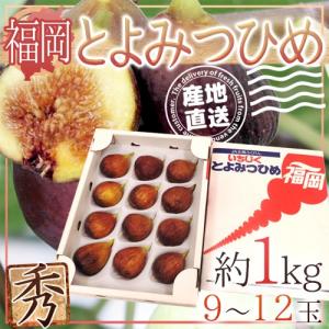 【産地直送】福岡県 高糖度いちじく ”とよみつひめ” 秀品 Lサイズ 9〜12玉 約1kg【予約 8月下旬〜9月】