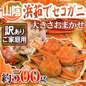 山陰産 ”浜茹でセコガニ” 訳あり 約500g 大きさおまかせ【予約 11月下旬以降】 送料無料