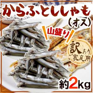 ”カラフトししゃも（オス）” 約2kg 訳あり カラフトシシャモ/樺太ししゃも 送料無料