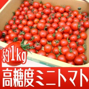 和歌山産 フルーツミニトマト ”キャロルセブン” 約1kg【予約 入荷次第発送】｜kurashi-kaientai