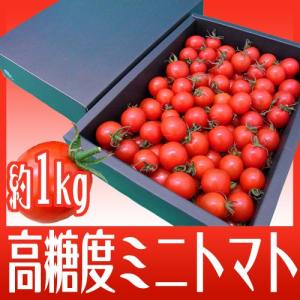 プチトマト 緊急スポット】”ミニトマト” かなり訳あり 約3kg 大きさおまかせ