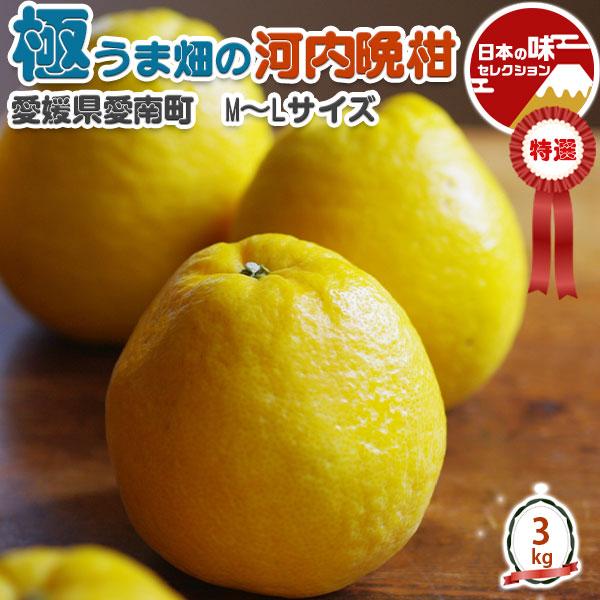 愛媛 極うま畑の 河内晩柑 特選 3kg M〜Lサイズ お任せ 甘いかわちばんかん限定 宇和ゴールド...
