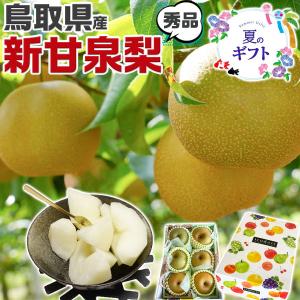 鳥取 新甘泉 梨 秀品 化粧箱 4玉〜6玉入 中玉〜小玉 糖度14度前後 贈答用 しんかんせん鳥取県産ナシ 遅めの お中元 ギフト 常温便 ギフト広場