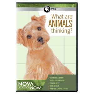Nova Sciencenow: What Are Animals Thinking DVD Import｜kurichan-shop