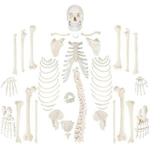 Axis Scientific Complete Disarticulated Human Skeleton Bundle Includ｜kurichan-shop