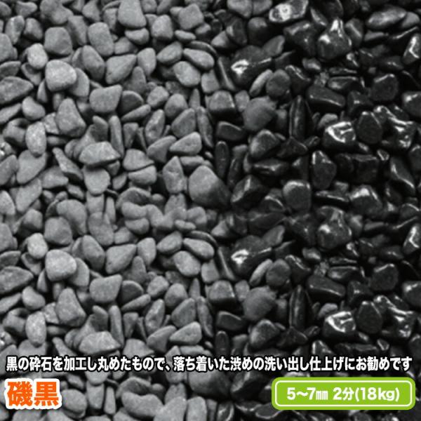 磯黒 5〜7mm(2分)【送料無料】
