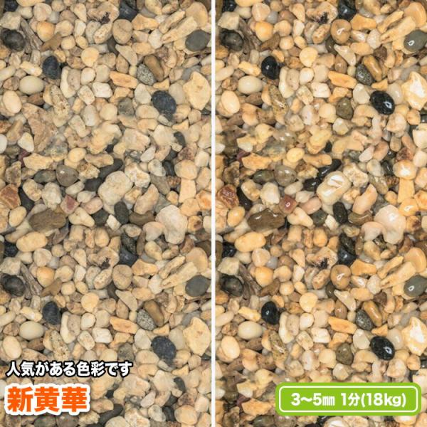 新黄華 3〜5mm(1分)【送料無料】