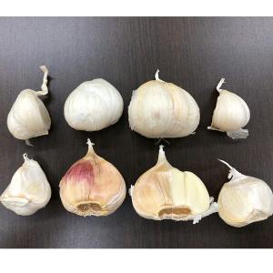 ニンニク バラ 訳あり 青森県産 にんにく 1...の詳細画像2